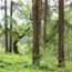 Lesy Brdy Jinřichovka