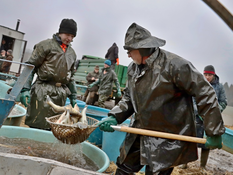 výlov Padrťský rybník