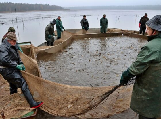 výlov Padrťský rybník